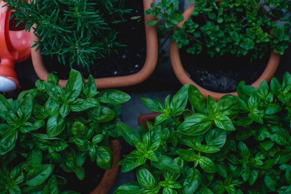 Hierbas aromáticas frescas: sabor y salud